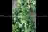 buy online organic certified virucide for leaf curl virus in india